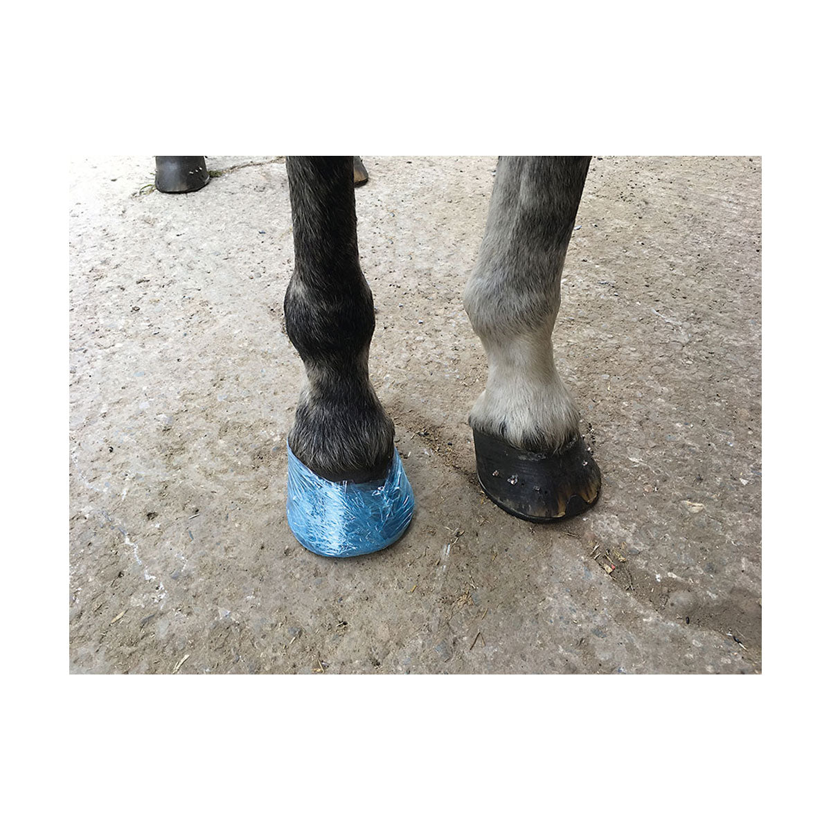 PR-22812-Farrier-Cling-Farrier-Cling-03.jpg