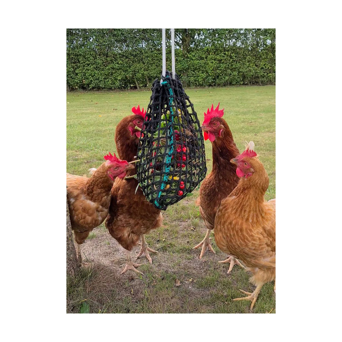 PR-33403-Trickle-Net-Chirpy-Chook-Meadow-Net-02.jpg